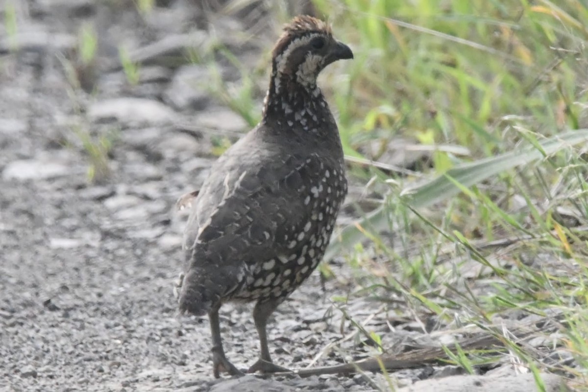 costaricakrattvaktel - ML644571903