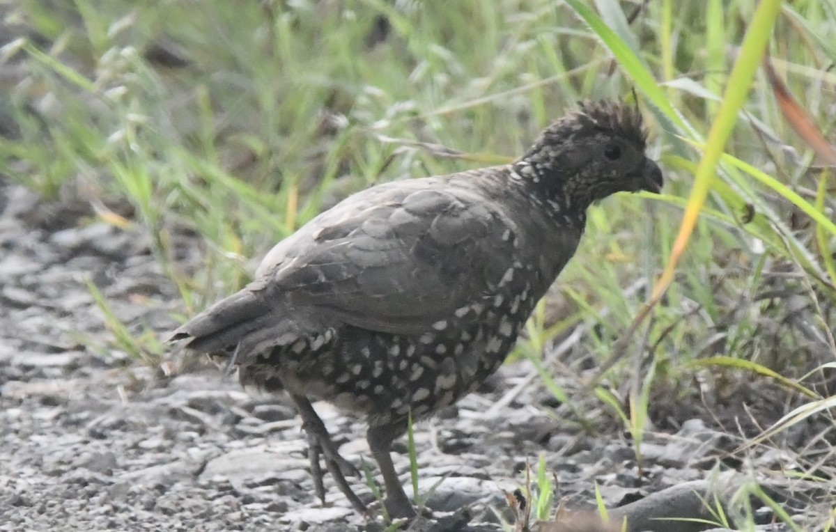 costaricakrattvaktel - ML644571904