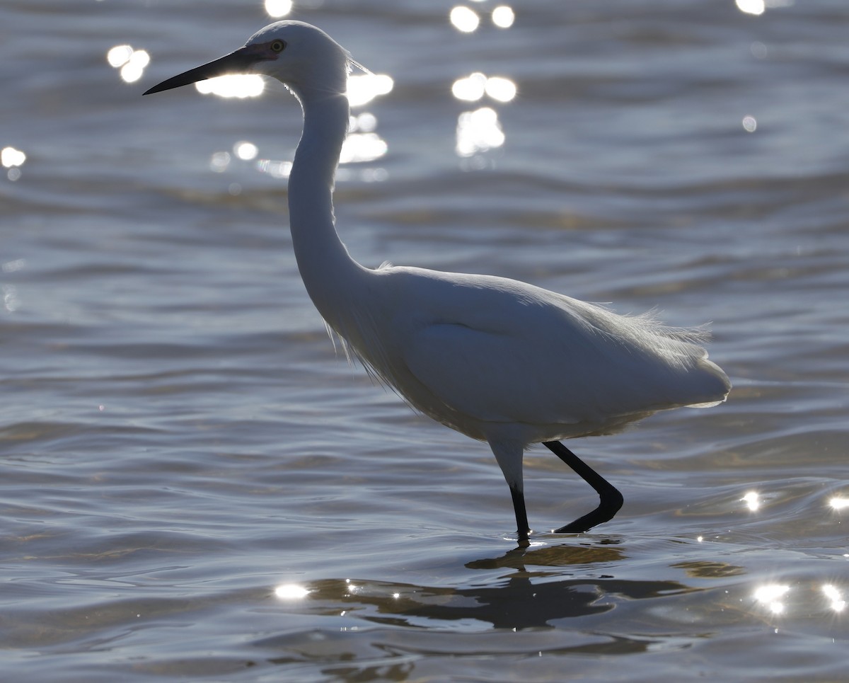 Little Egret - ML644571906