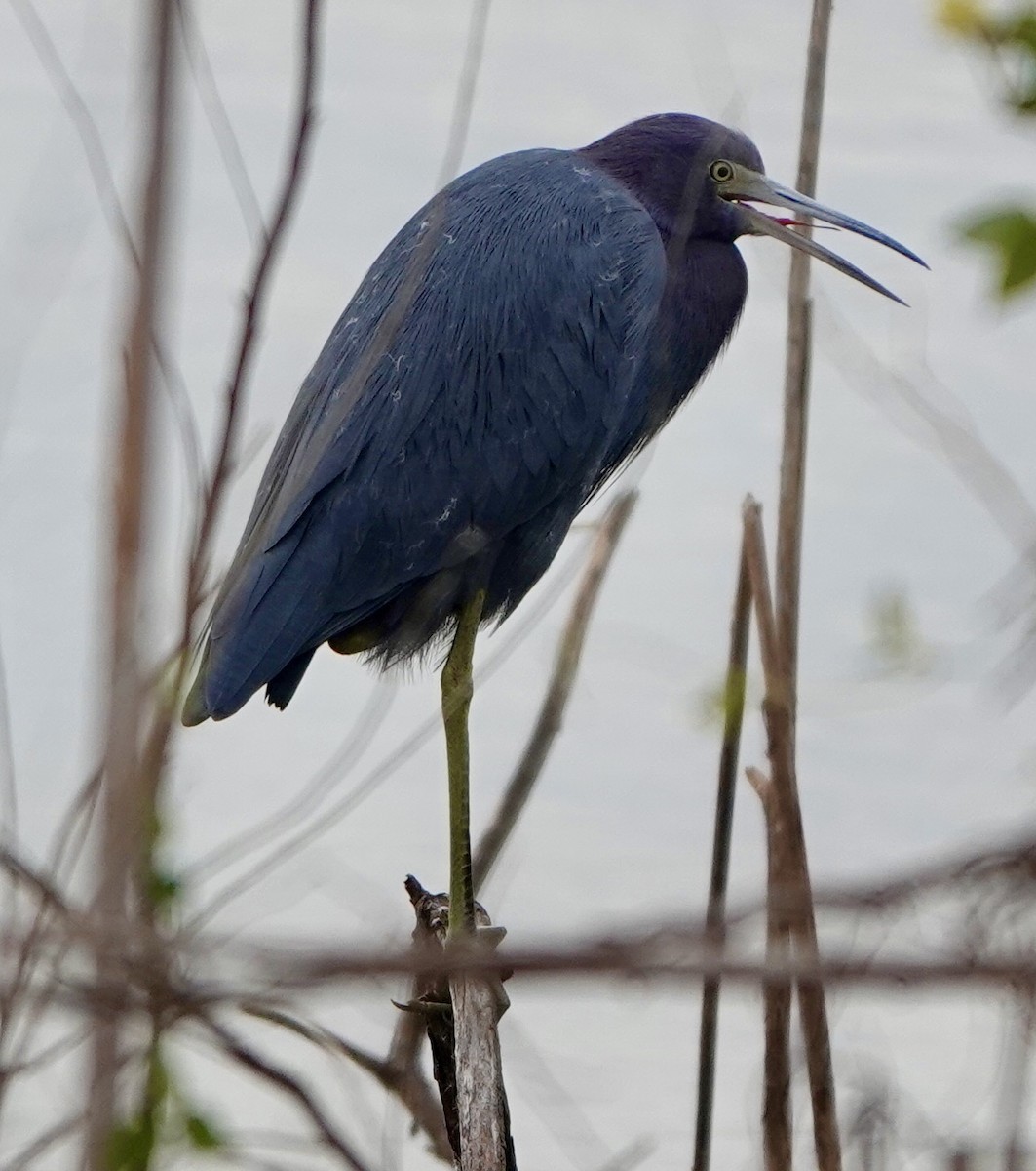 Little Blue Heron - ML644571907