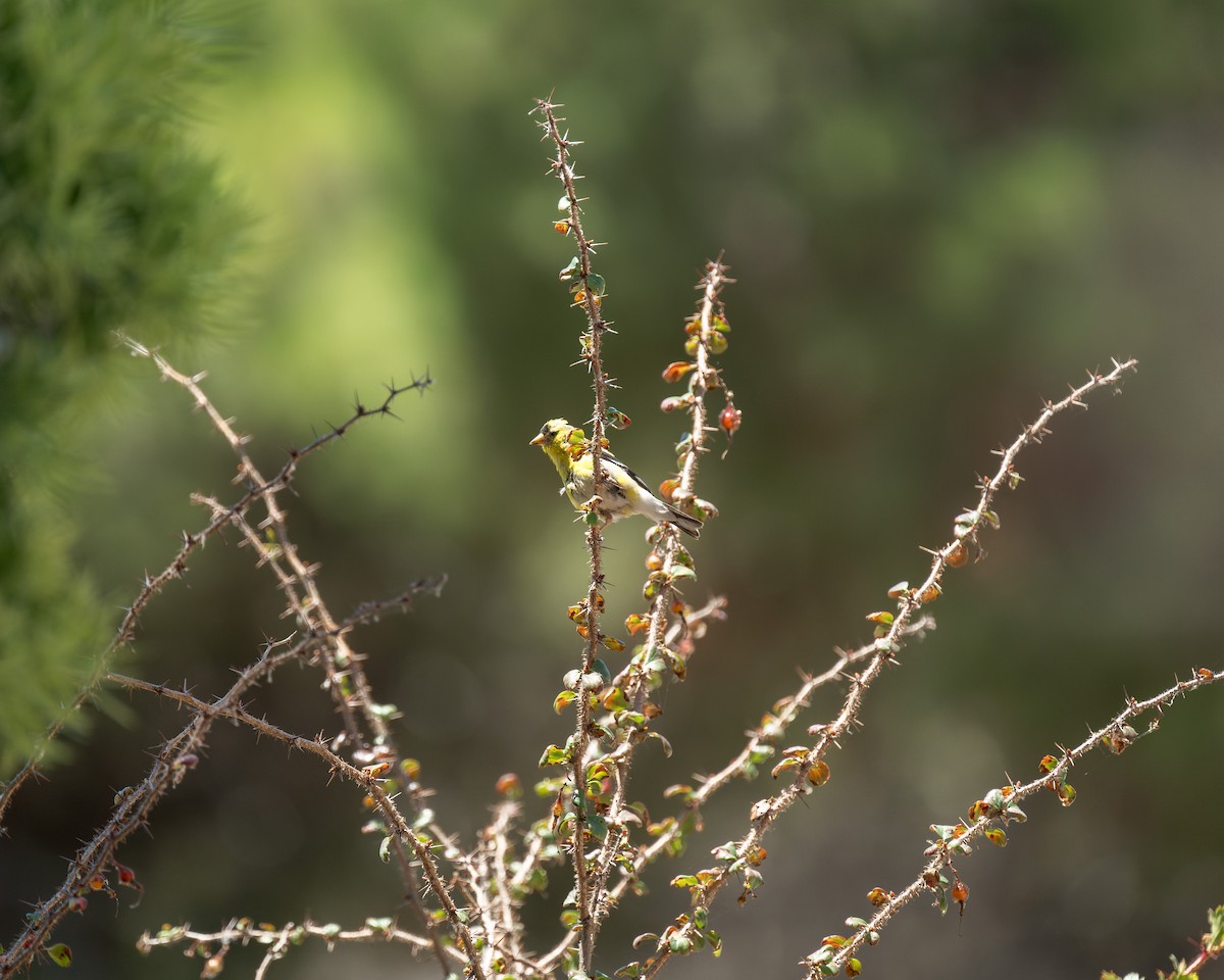 American Goldfinch - ML644571910