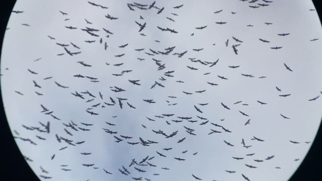 Swainson's Hawk - ML644571912