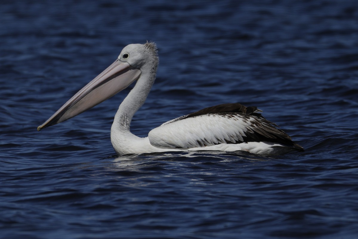Australian Pelican - ML644571913