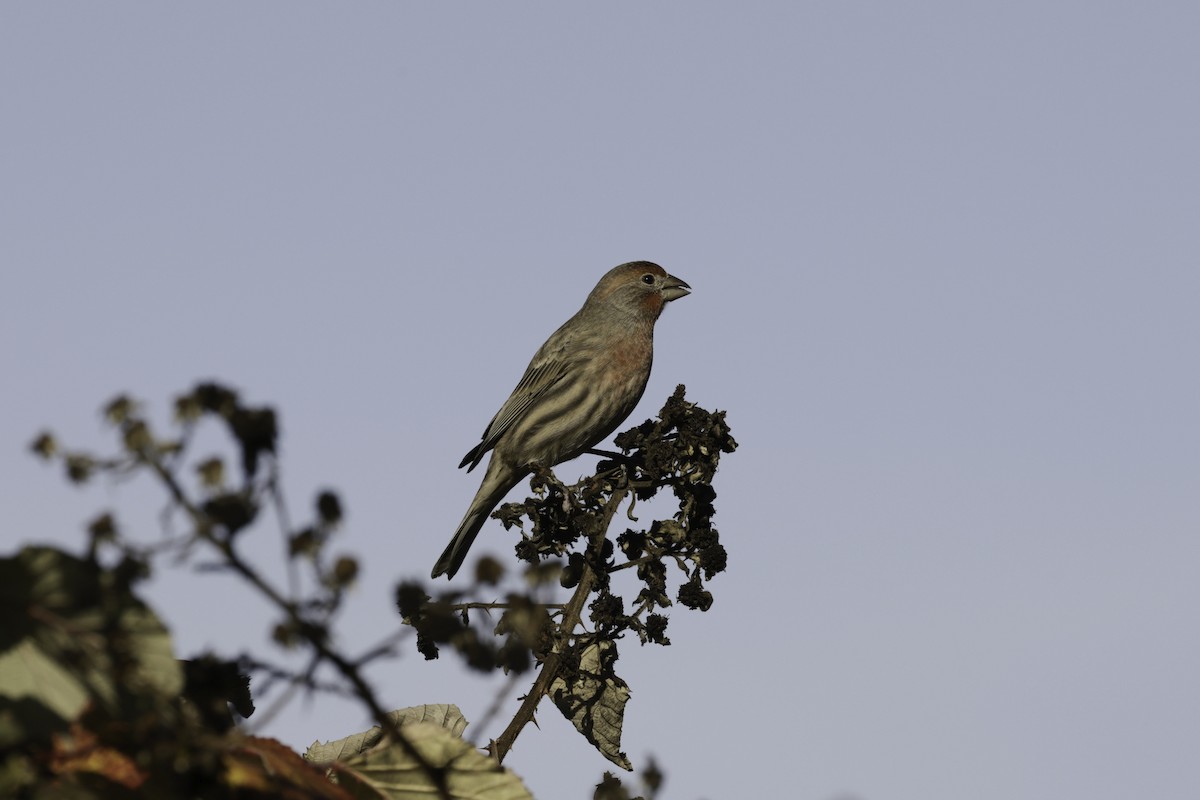 House Finch - ML644571915