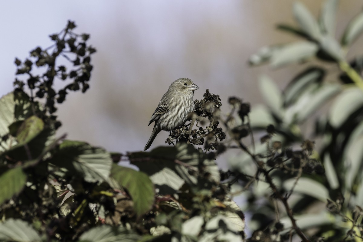 House Finch - ML644571916