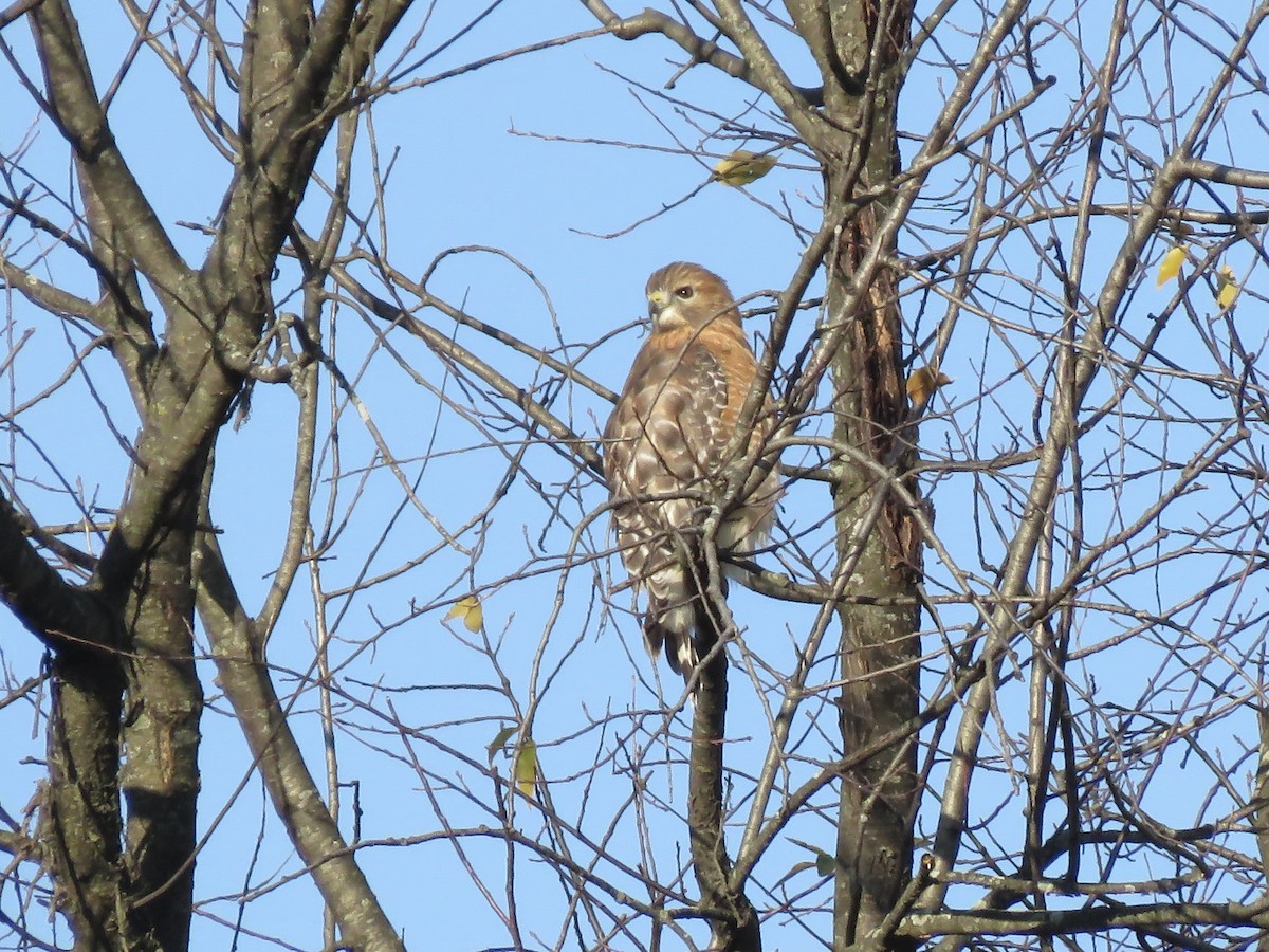 Red-shouldered Hawk - ML644571918