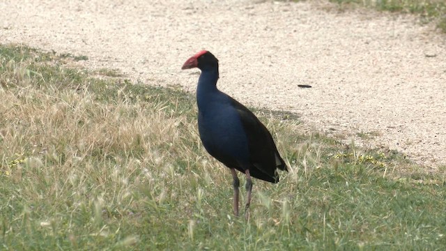 Australasian Swamphen - ML644571924