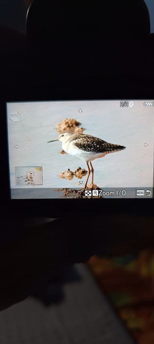 Wood Sandpiper - ML644571925