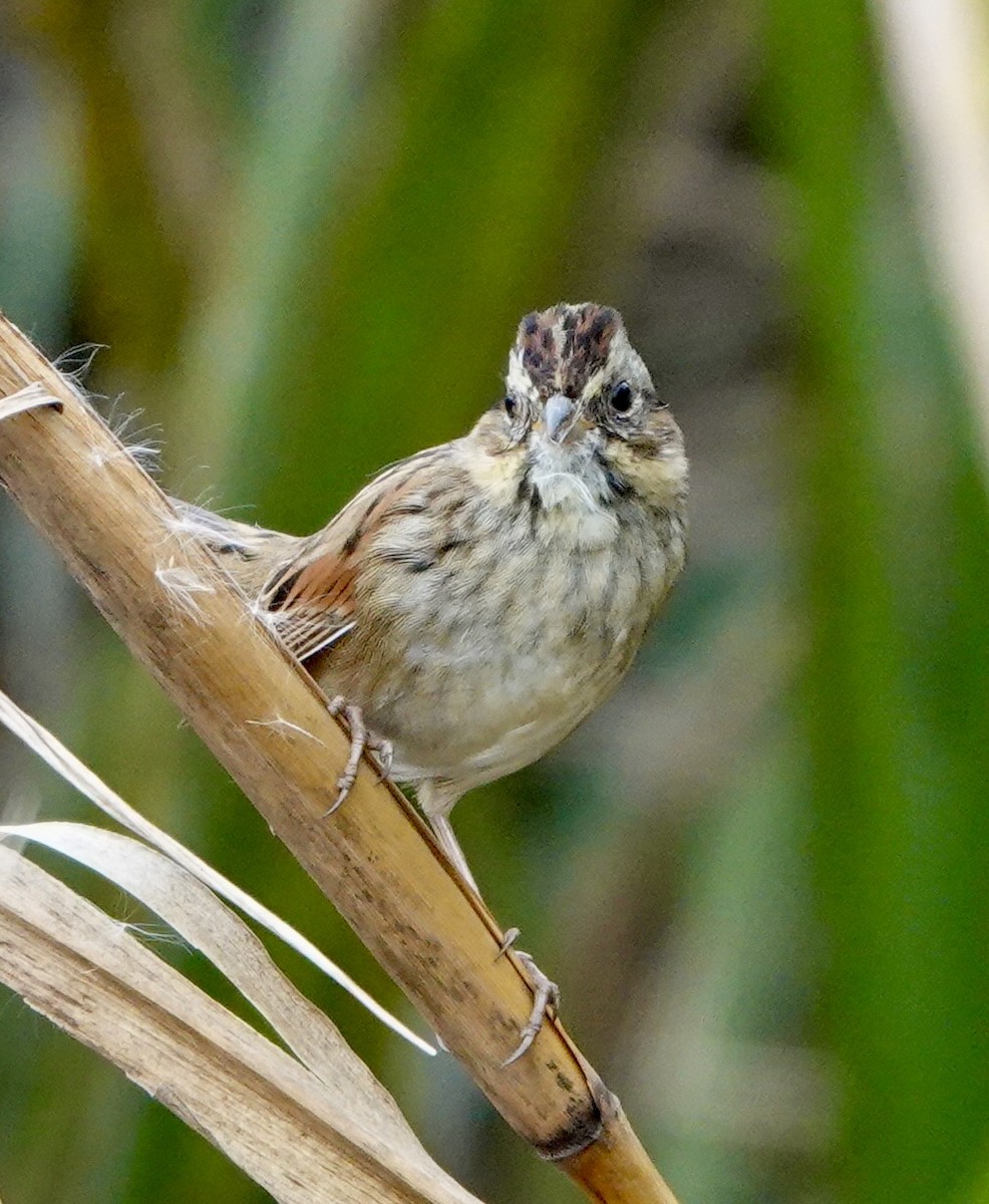 Болотная зонотрихия - ML644571927