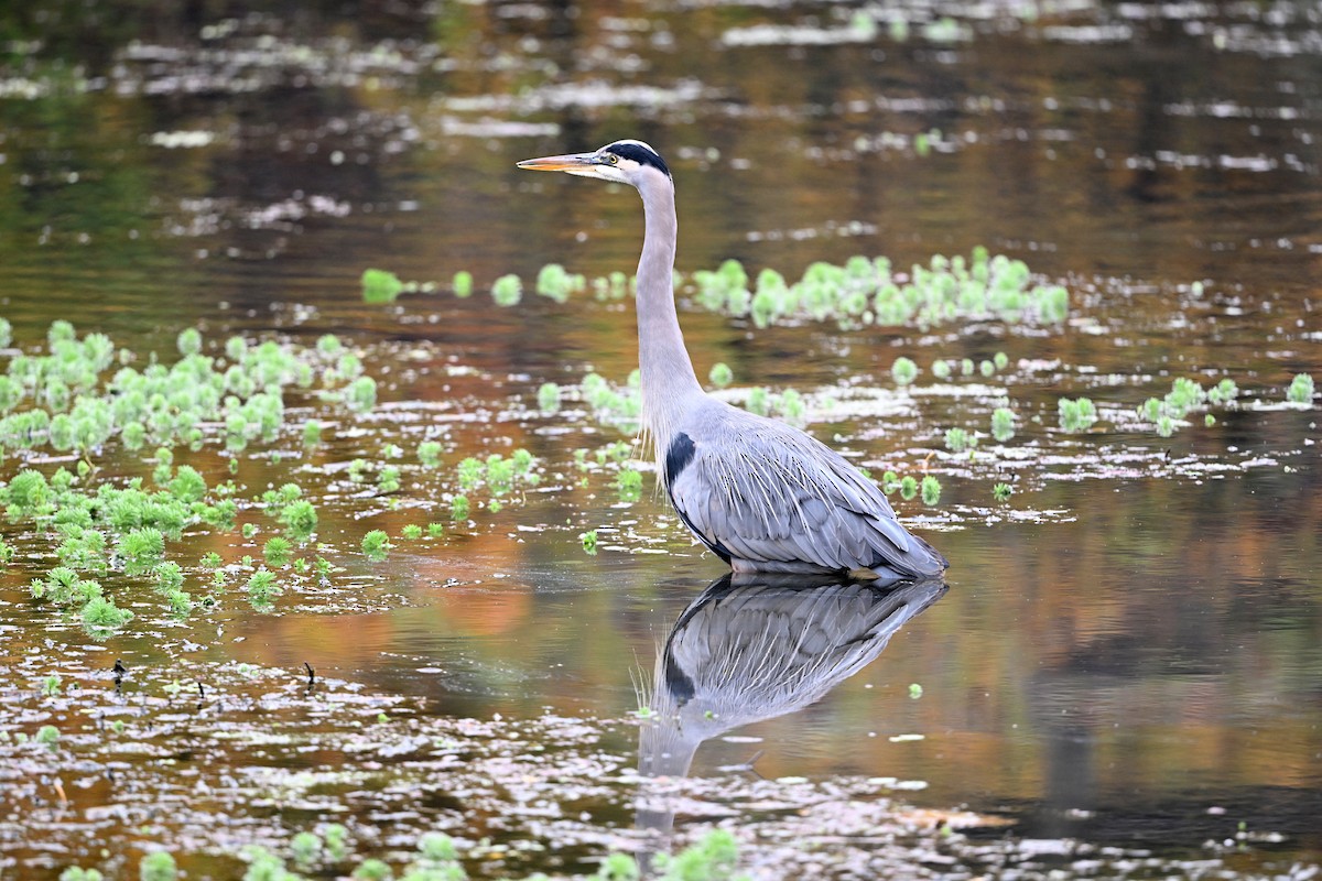 Great Blue Heron - ML644571934