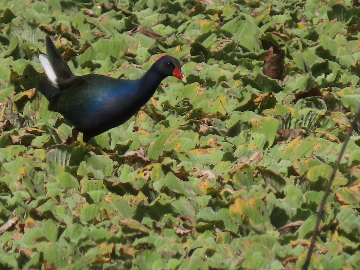 slípka žlutonohá - ML644571936