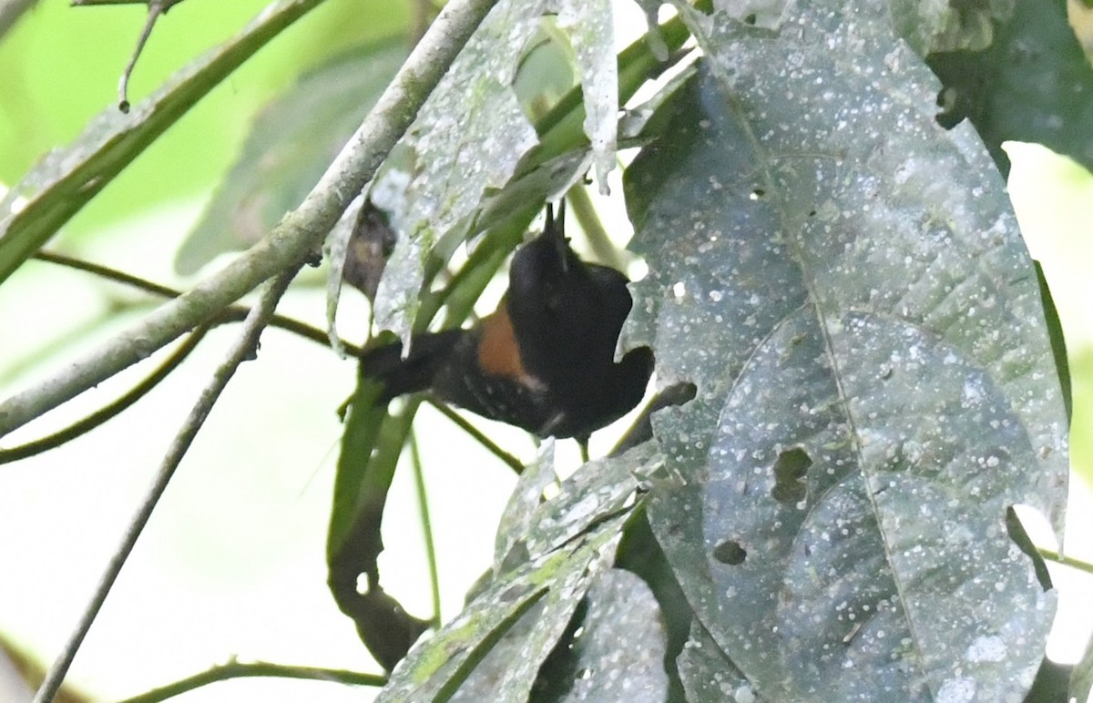 ズキンヒメアリサザイ - ML644571942