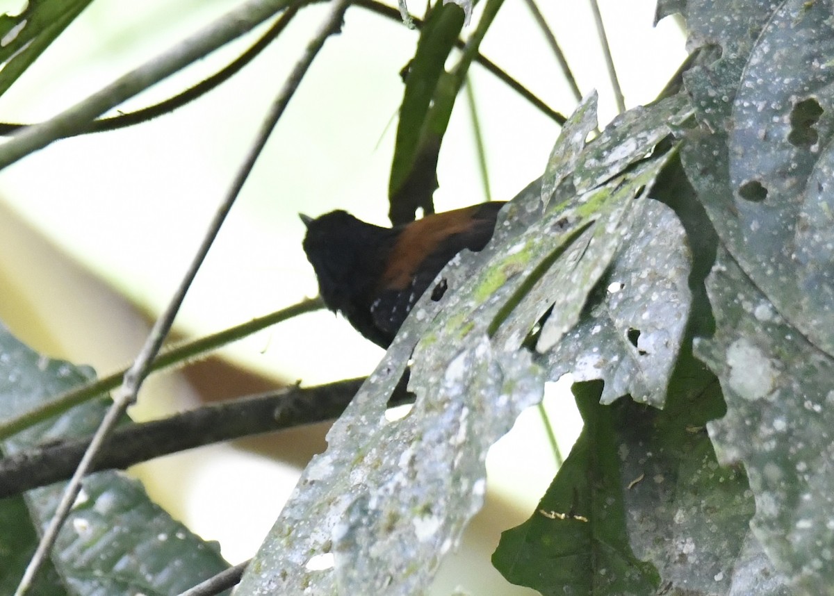 ズキンヒメアリサザイ - ML644571943