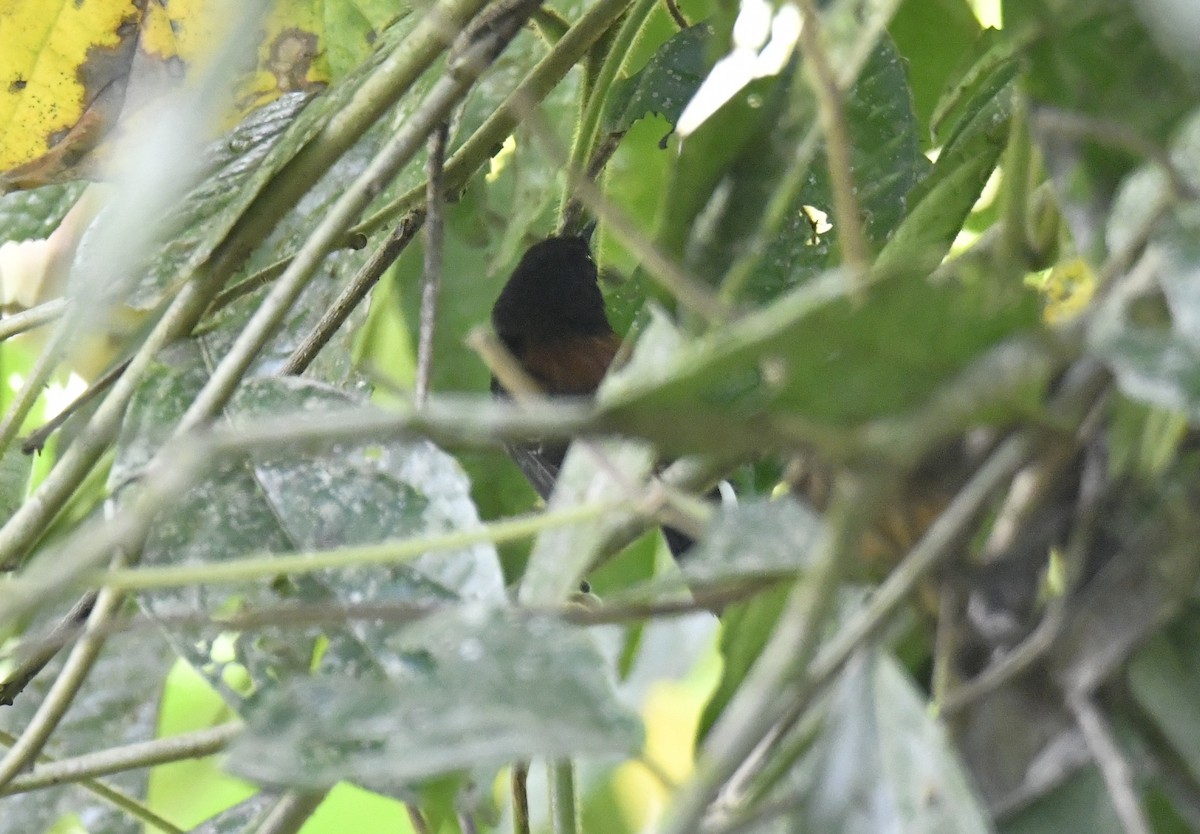 ズキンヒメアリサザイ - ML644571944