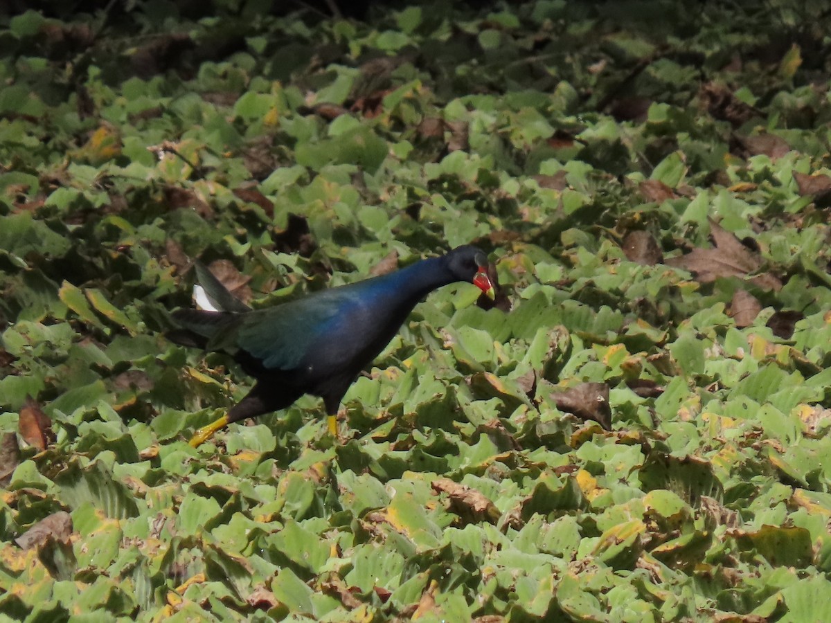 slípka žlutonohá - ML644571945