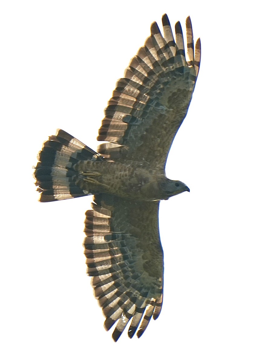 Согсоот гоорбис - ML644571946