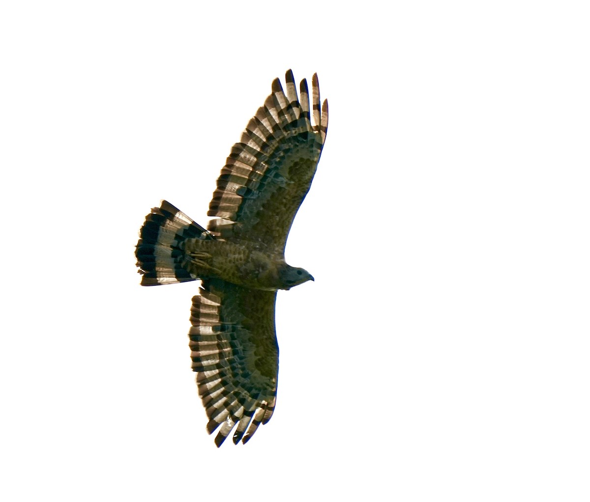 Согсоот гоорбис - ML644571947