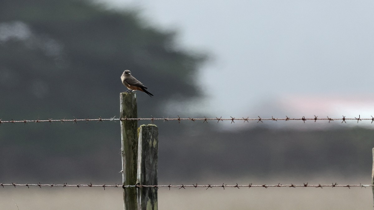 Say's Phoebe - ML644571950