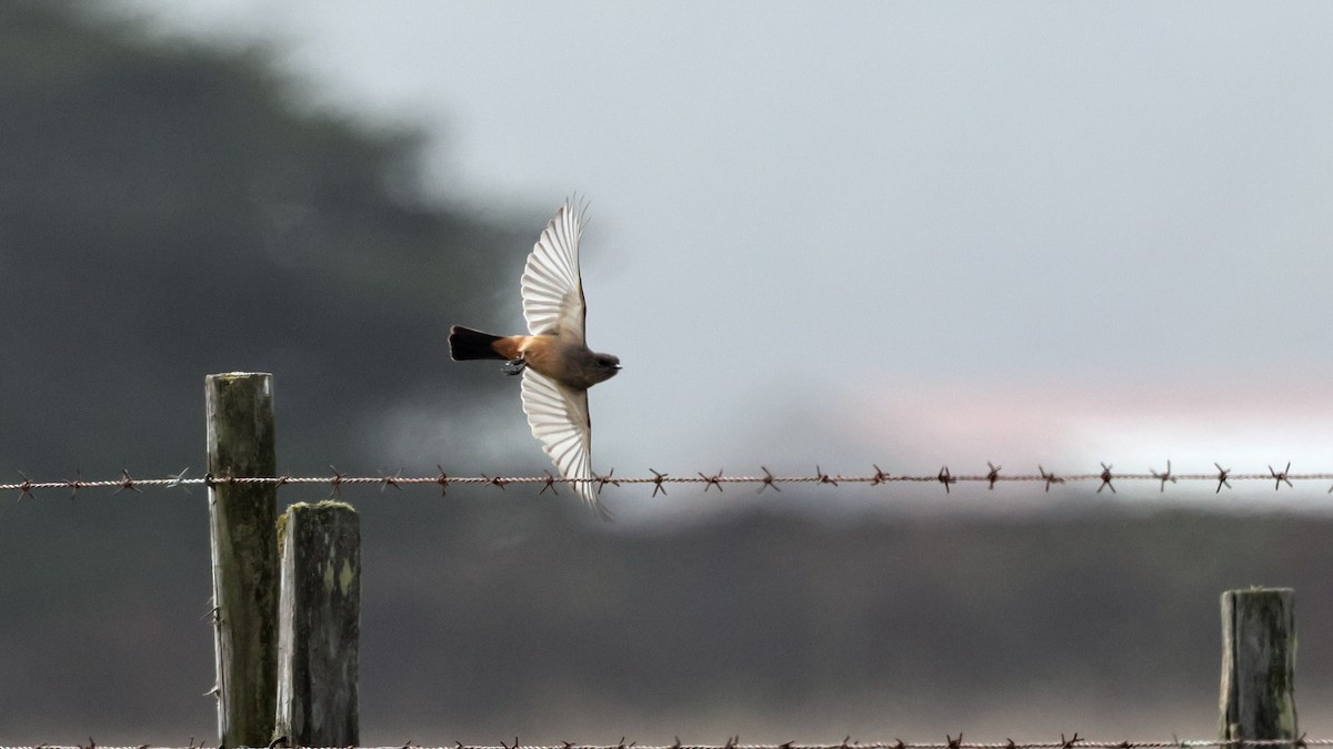 Say's Phoebe - ML644571951