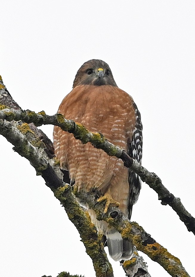 Red-shouldered Hawk - ML644571952