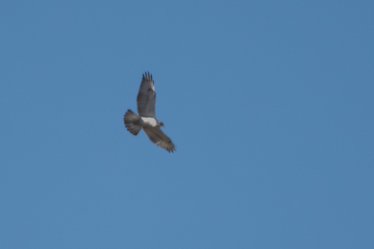 Ferruginous Hawk - ML644571965