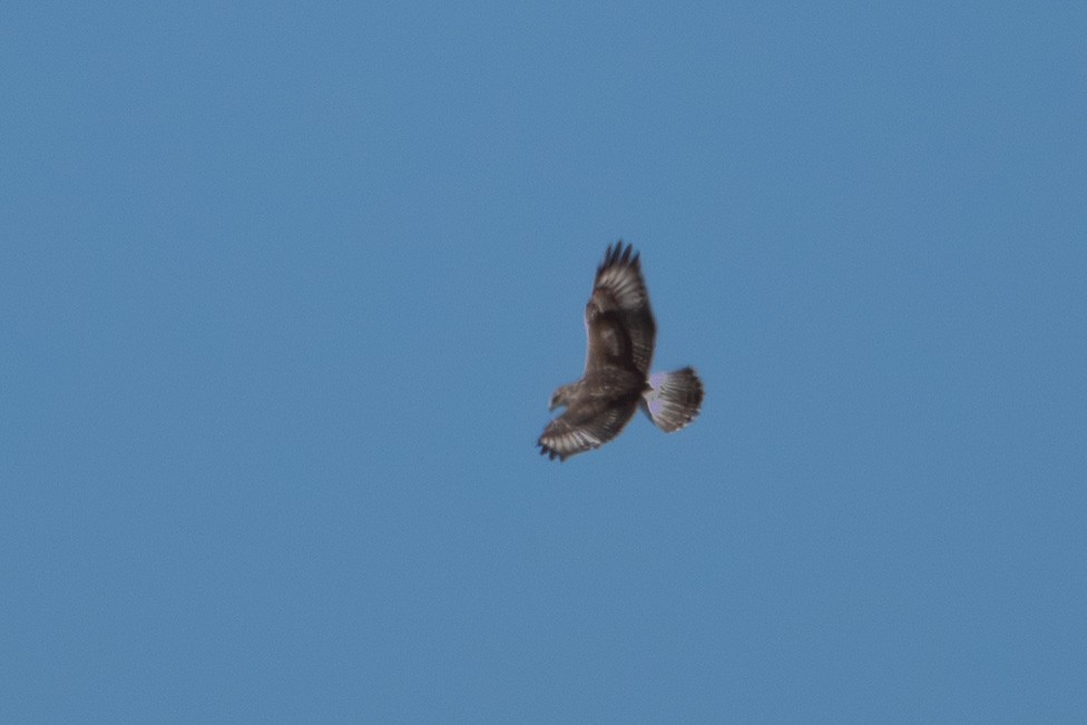 Ferruginous Hawk - ML644571966
