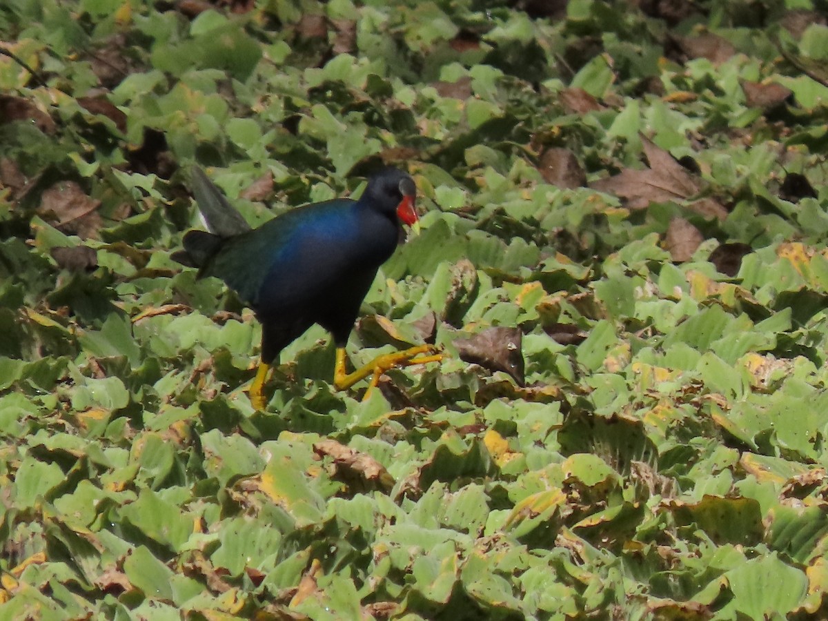 slípka žlutonohá - ML644571968
