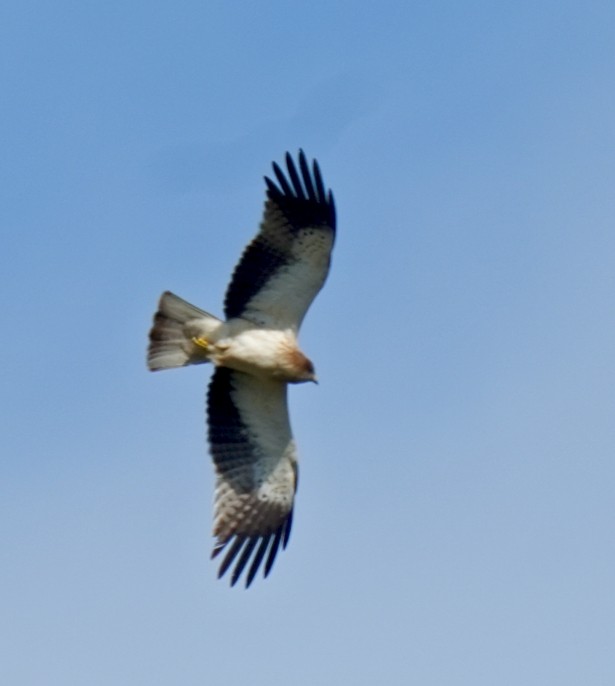 Бахим бүргэд - ML644571972