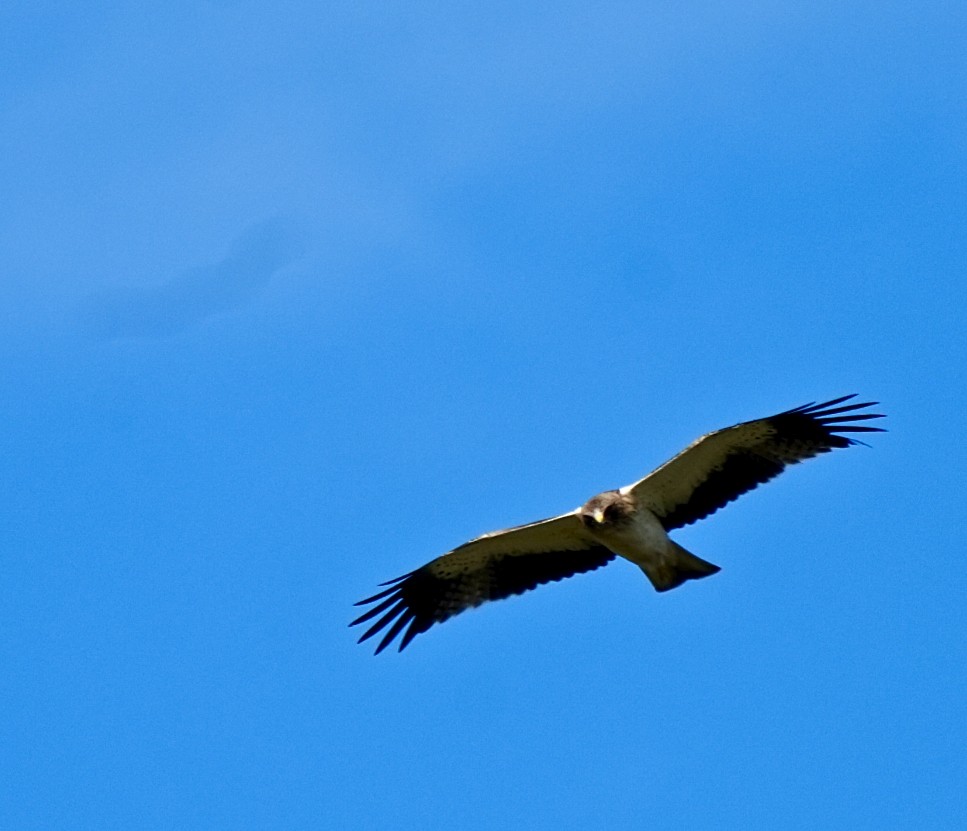 Бахим бүргэд - ML644571973