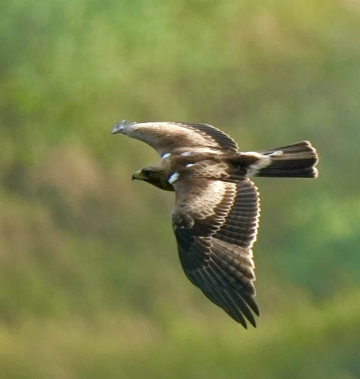 Бахим бүргэд - ML644571974