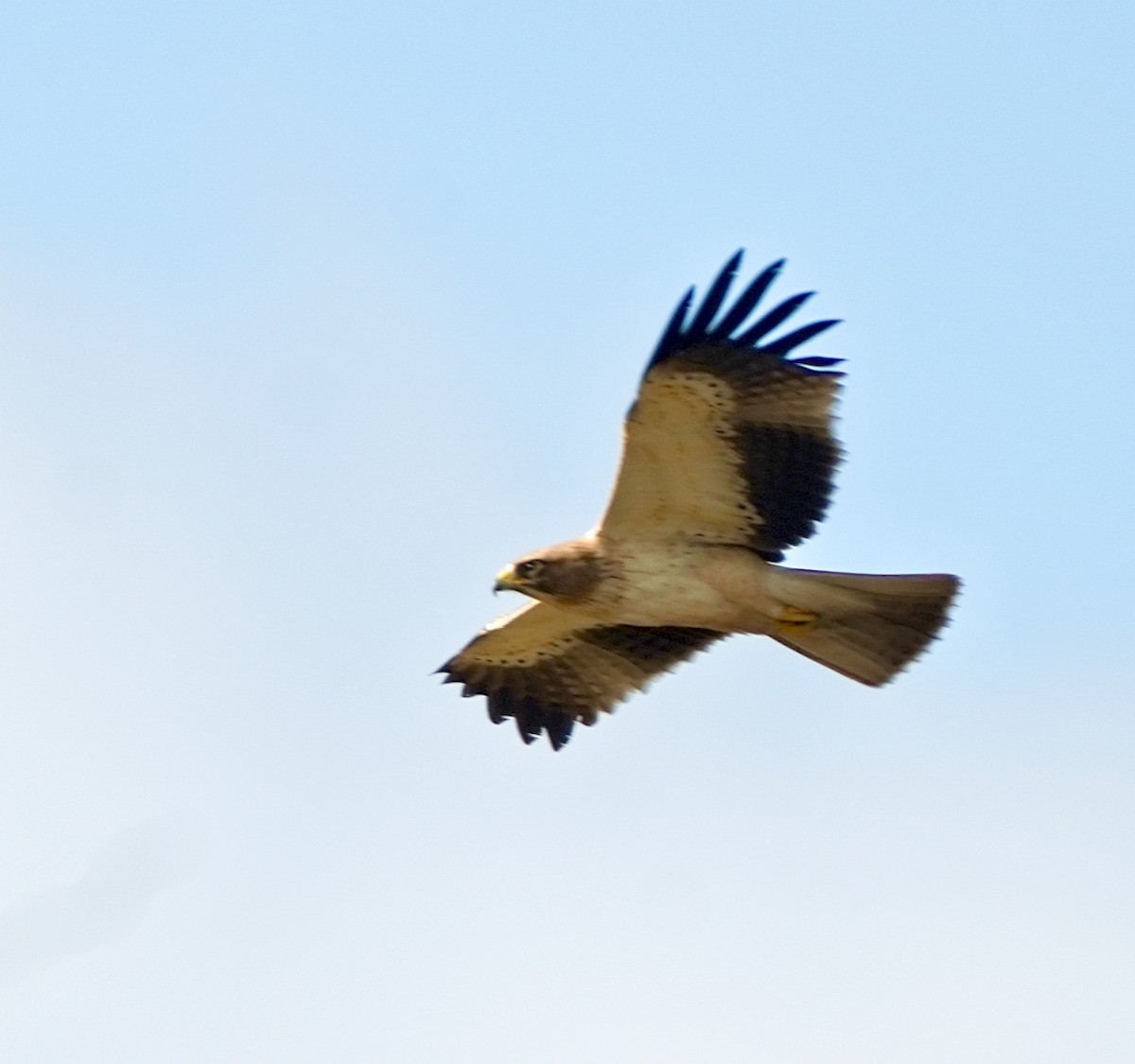 Бахим бүргэд - ML644571976