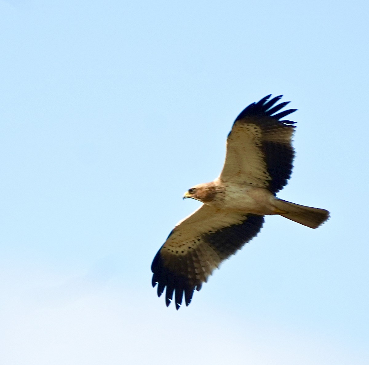 Бахим бүргэд - ML644571977