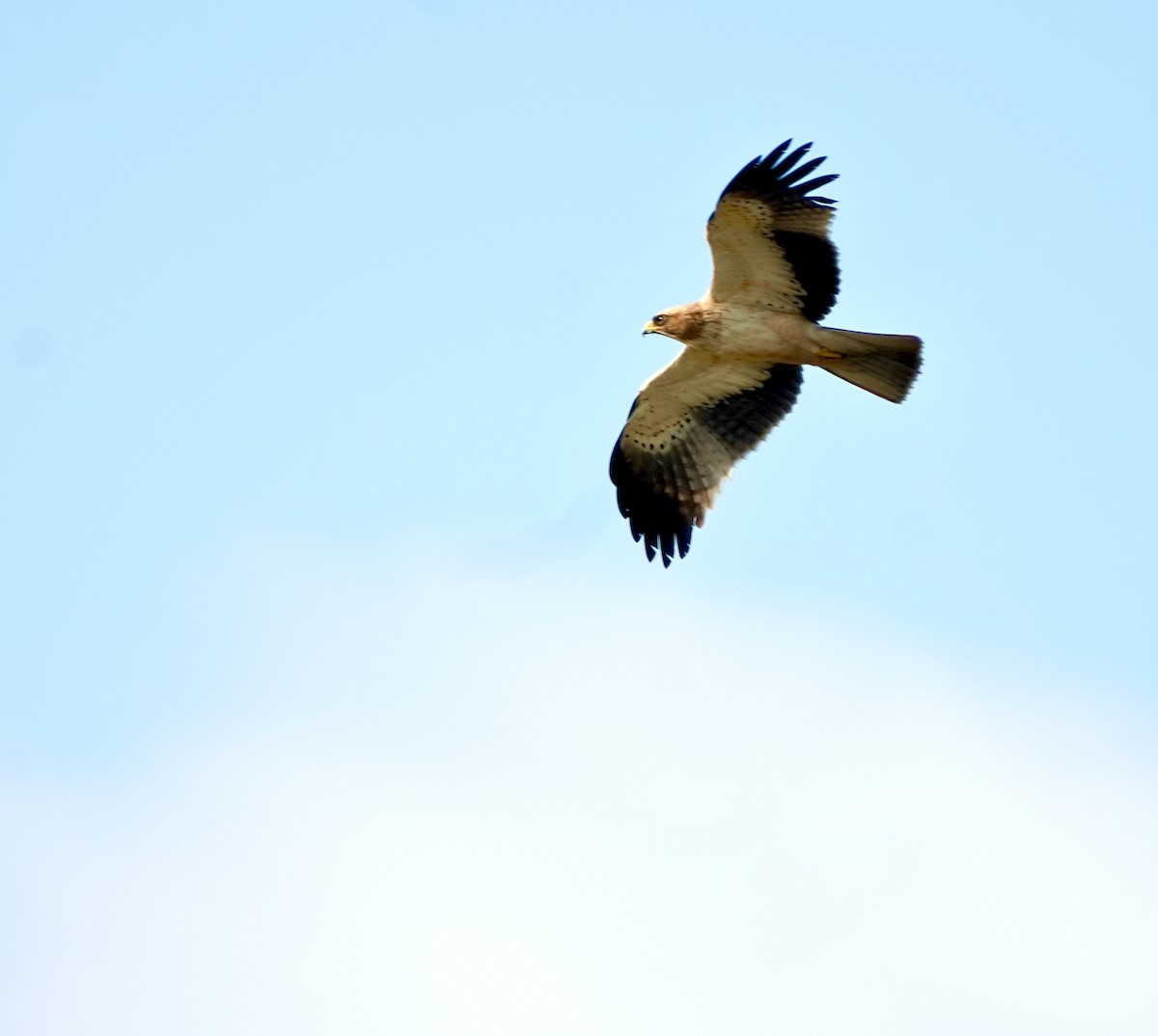 Бахим бүргэд - ML644571978