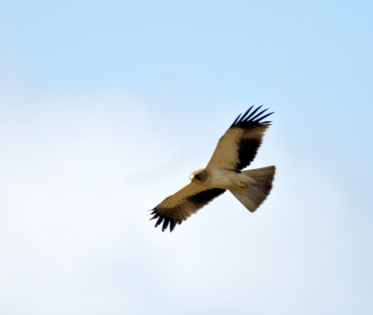 Бахим бүргэд - ML644571979