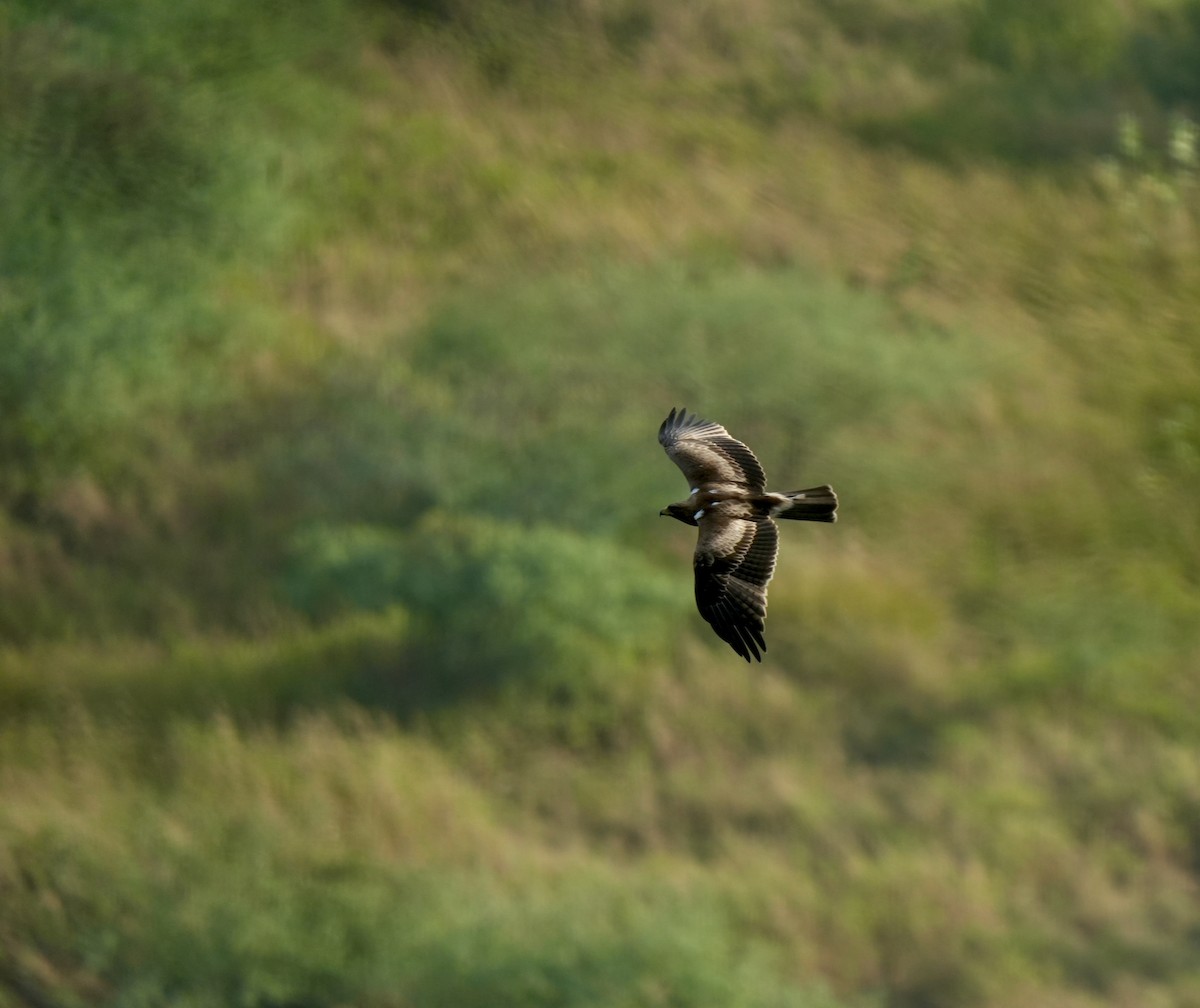 Бахим бүргэд - ML644571980