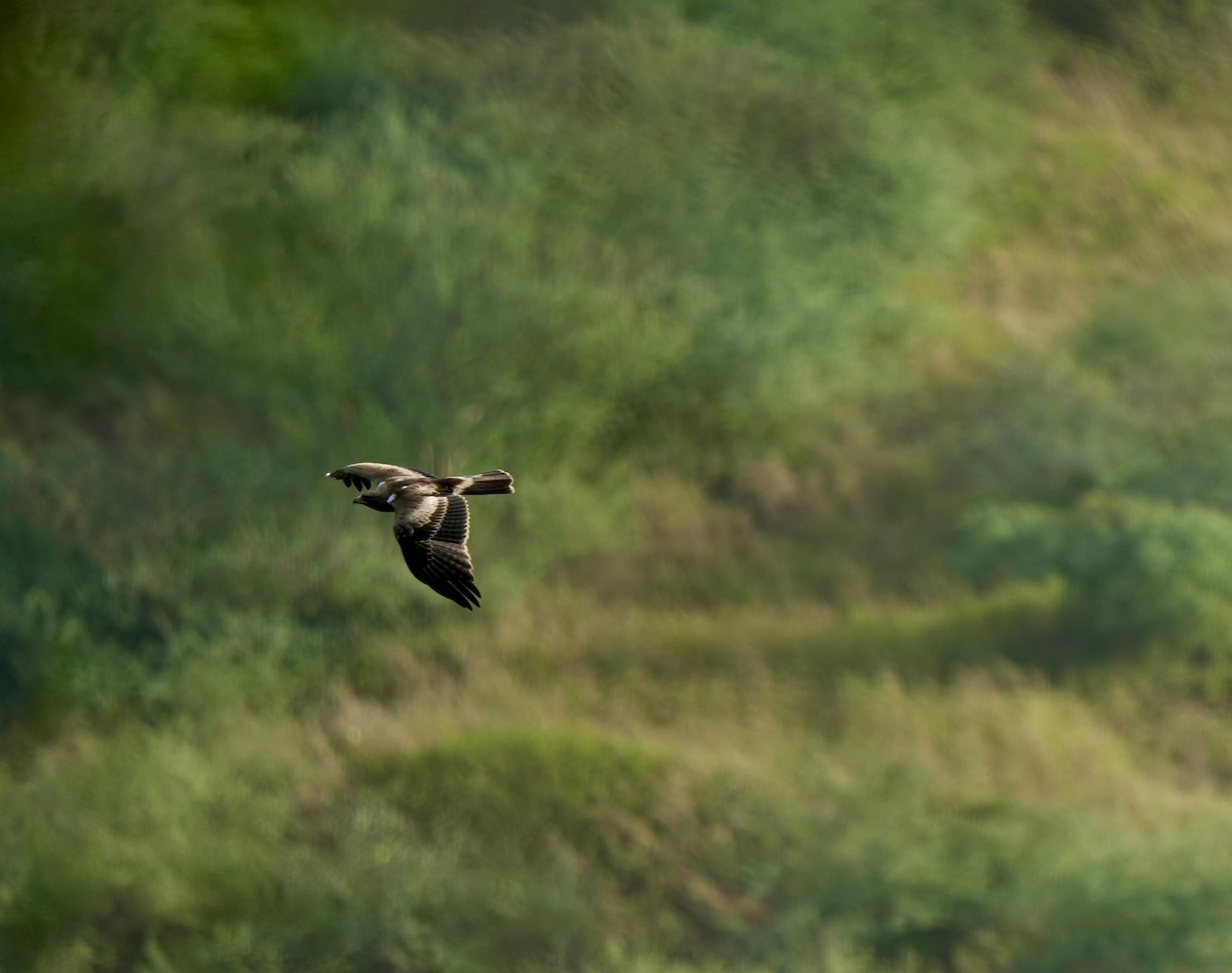 Booted Eagle - ML644571981