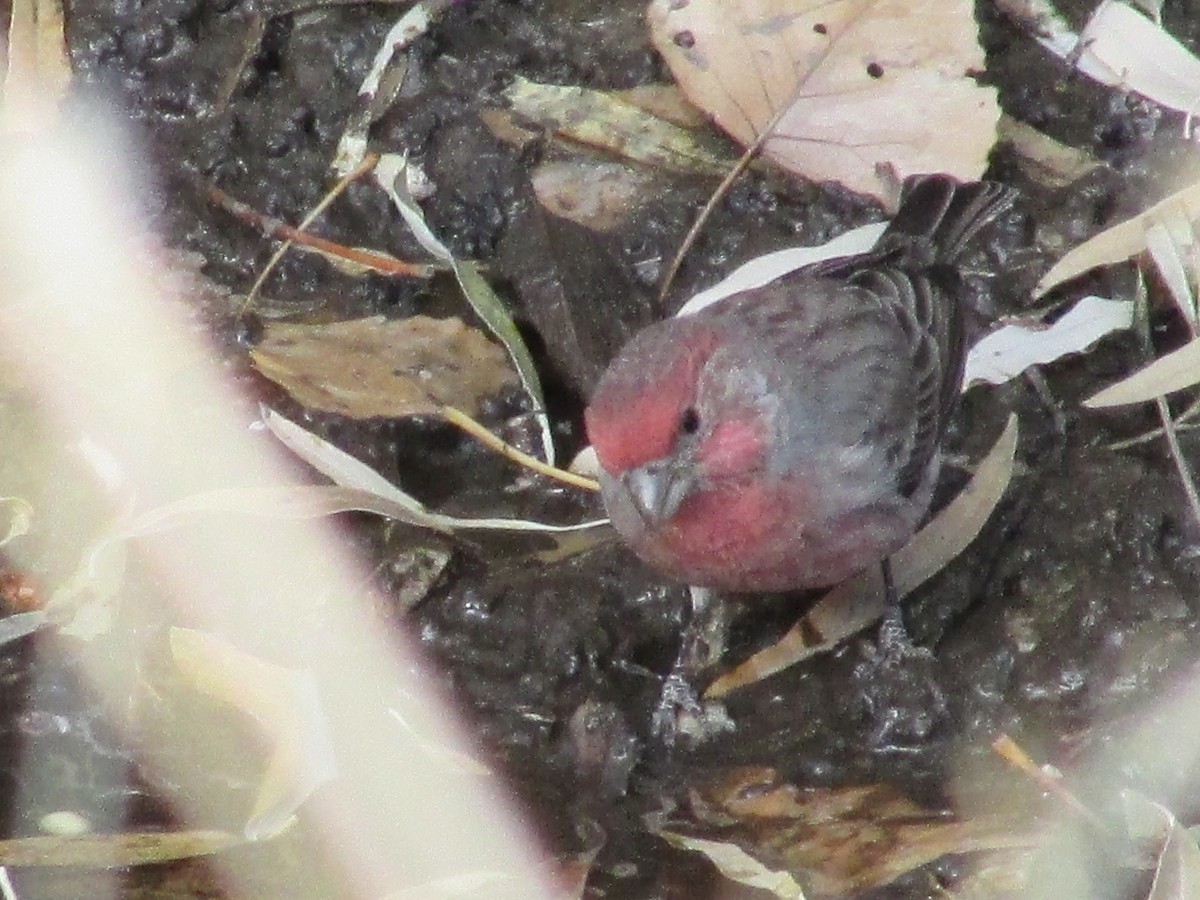 House Finch - ML644571991