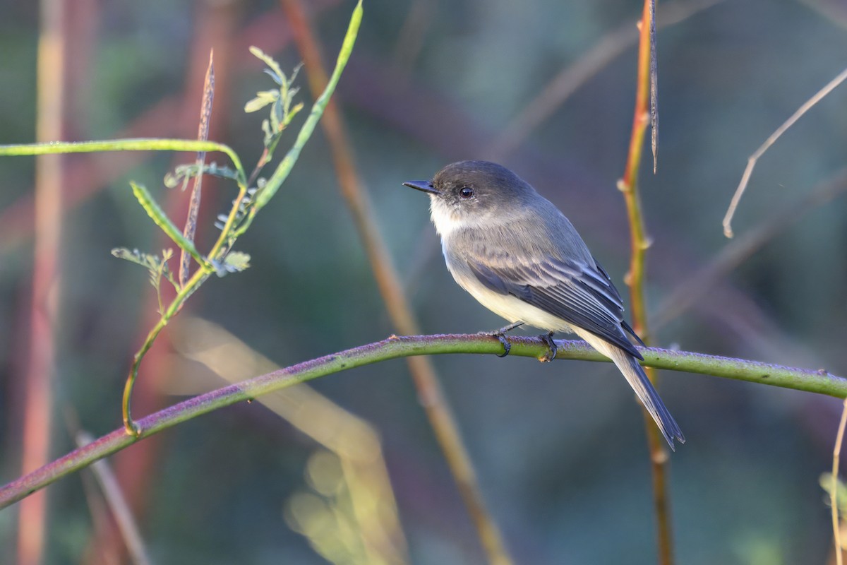 Eastern Phoebe - ML644571992