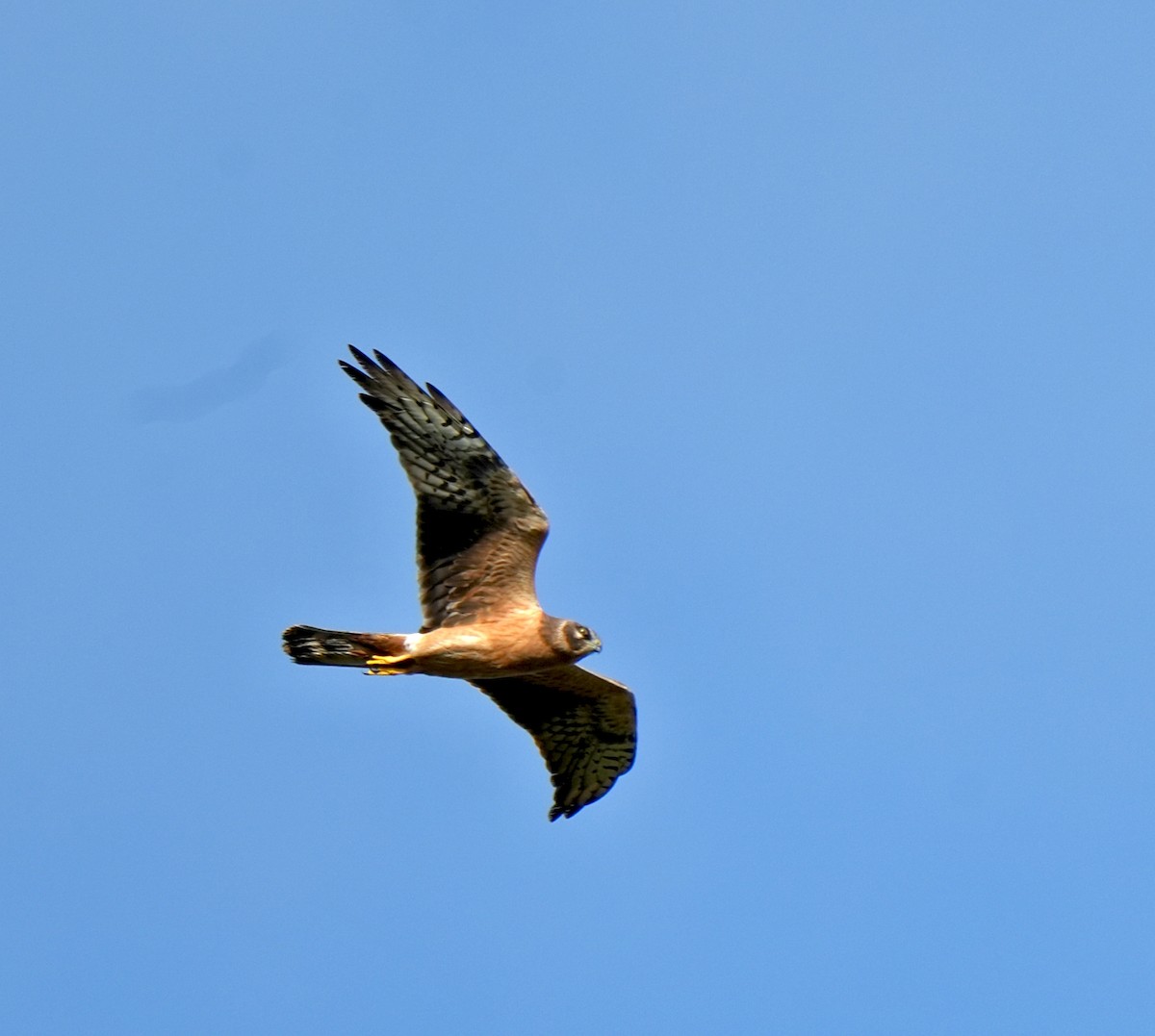 Нугын хулд - ML644571993