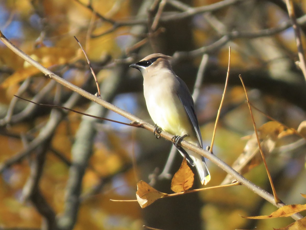 ヒメレンジャク - ML644571999