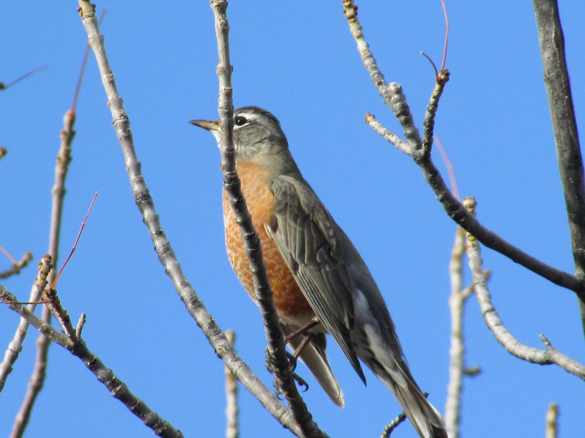 American Robin - ML644572001
