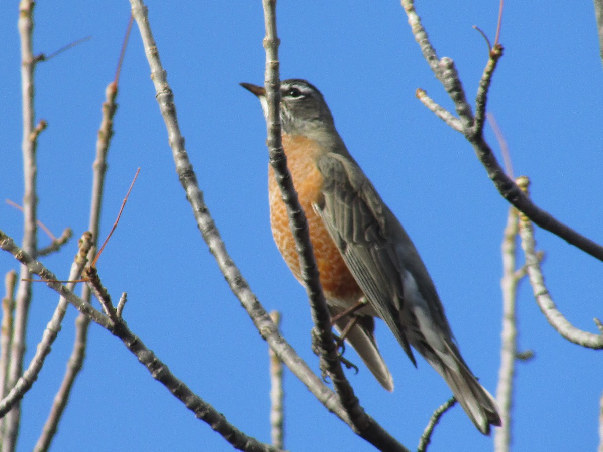 American Robin - ML644572002