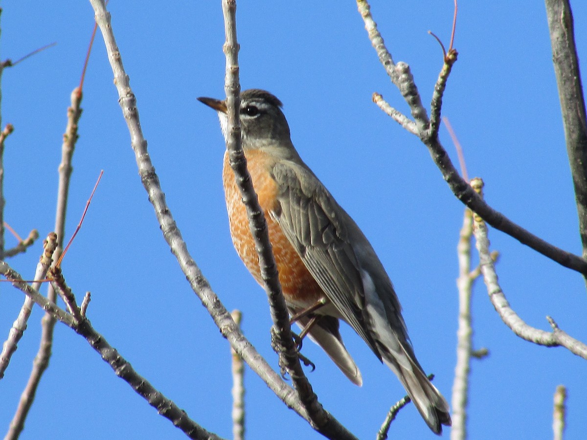 American Robin - ML644572003