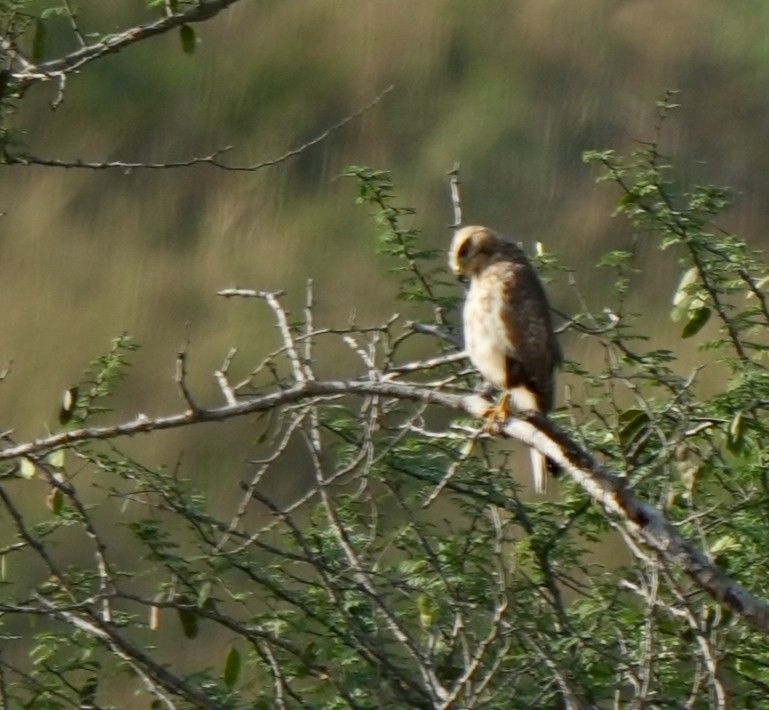 White-eyed Buzzard - ML644572012