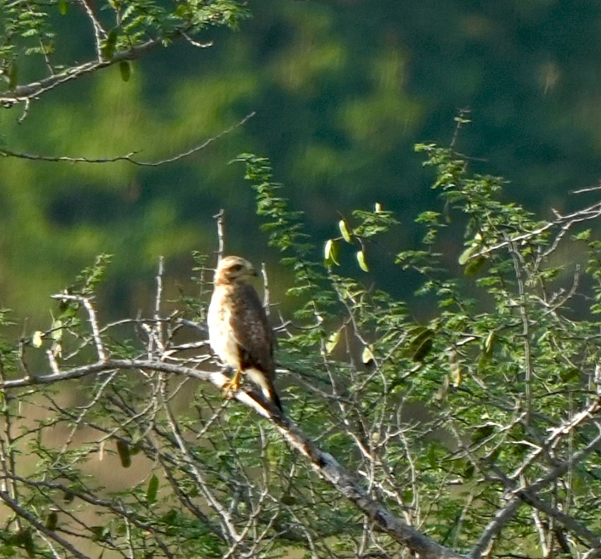White-eyed Buzzard - ML644572013