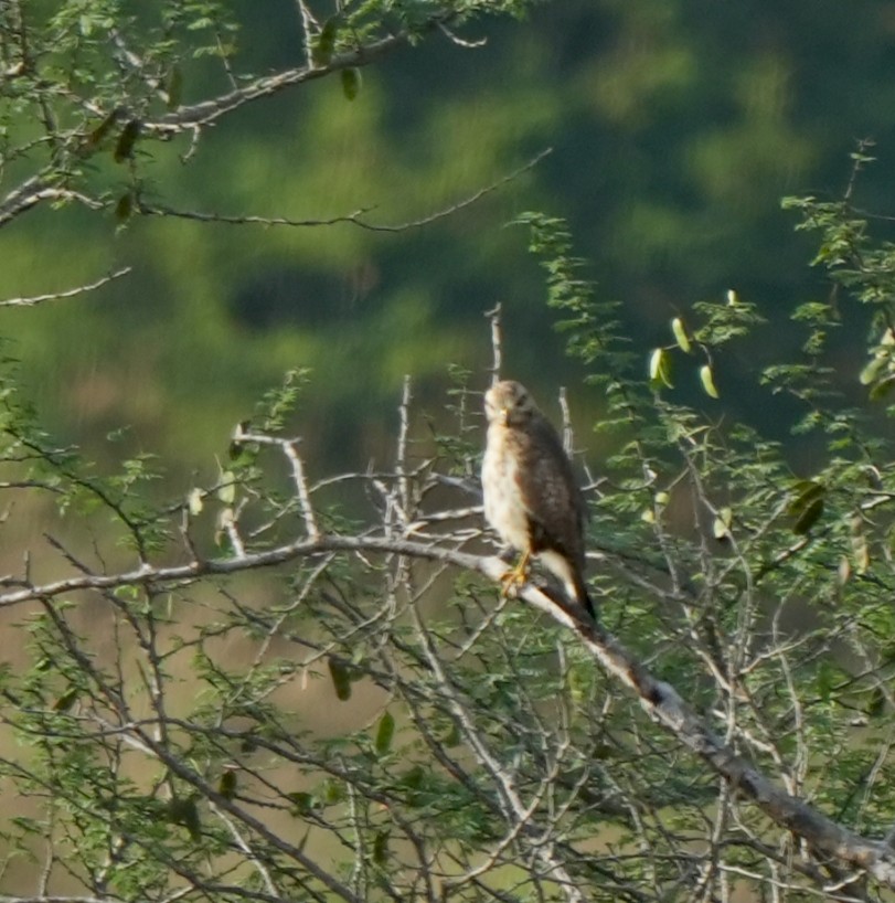 White-eyed Buzzard - ML644572014