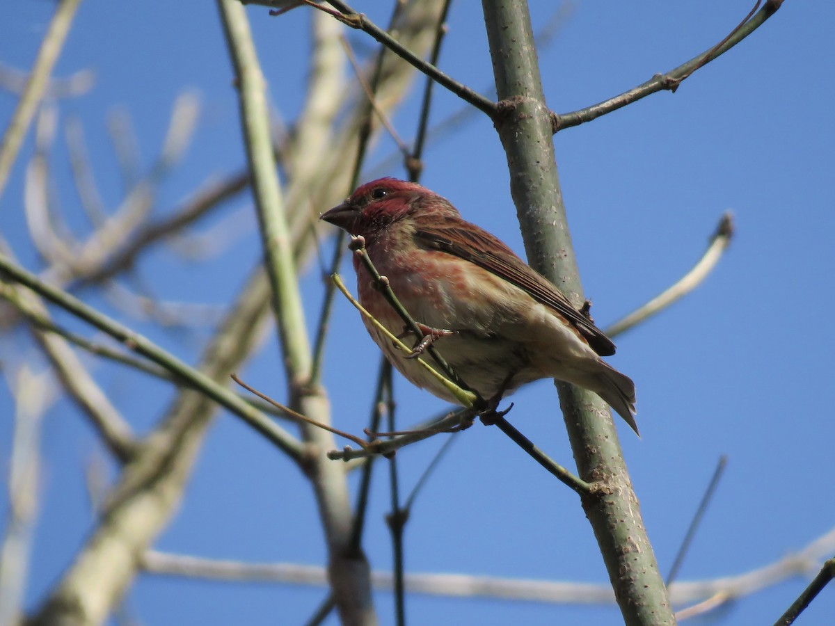 Purple Finch - ML644572015