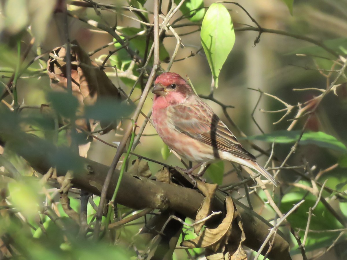Purple Finch - ML644572016