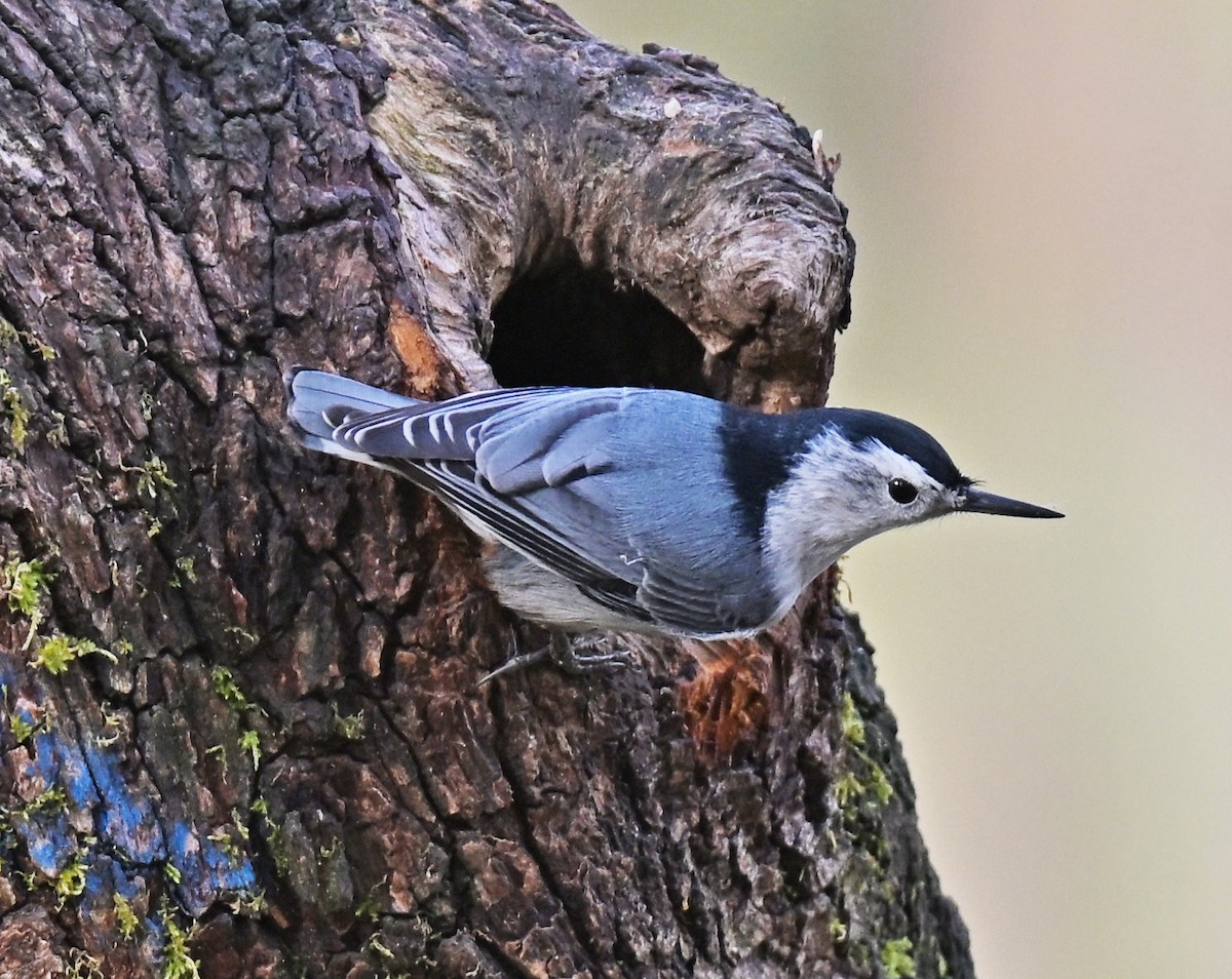 White-breasted Nuthatch - ML644572017