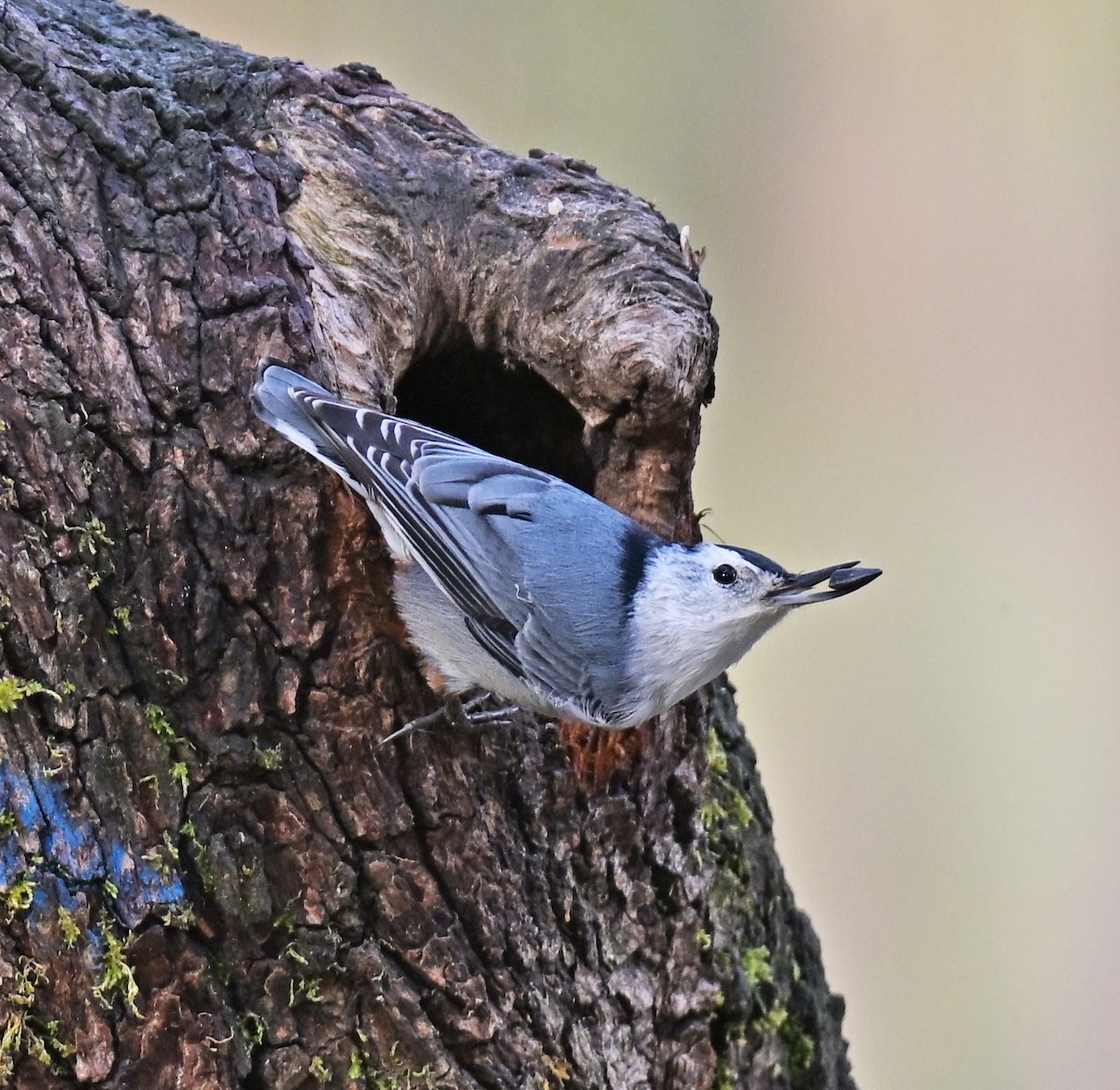 White-breasted Nuthatch - ML644572018